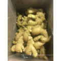 Chinese Shandong Factory Direct Sale Newest Young Yellow Fresh Ginger